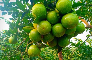 Đặc sản cam giòn Xuân Hòa trên đất Thượng Lộc