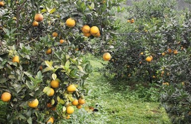 Thăng trầm cây ăn quả có múi ở Hà Tĩnh