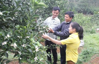 Nỗ lực mang thương hiệu cam Thượng Lộc vươn xa
