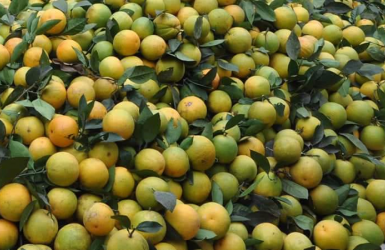 Cam giòn Xuân Hòa – Sự lựa chọn hàng đầu của người tiêu dùng