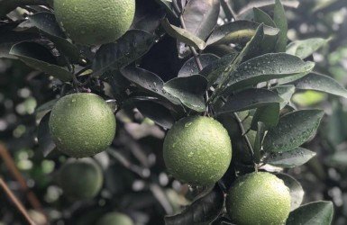 Top 8 loại cam ngon nhất đất Việt