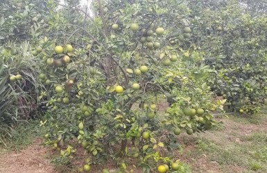 Hào hứng đón cam Thượng Lộc vào mùa